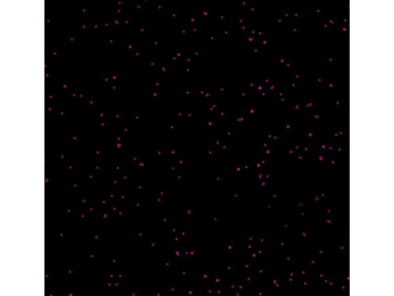 Molecular Devices ImageXpress Pico Automated Cell Imaging System w/ Environmental Control Option